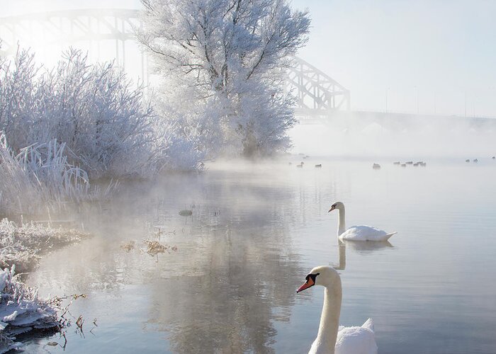 Snow Greeting Card featuring the photograph Icy Swan Lake by E.m. Van Nuil