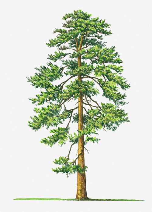 Watercolor Painting Greeting Card featuring the digital art Illustration Of Evergreen Pinus by Sue Oldfield