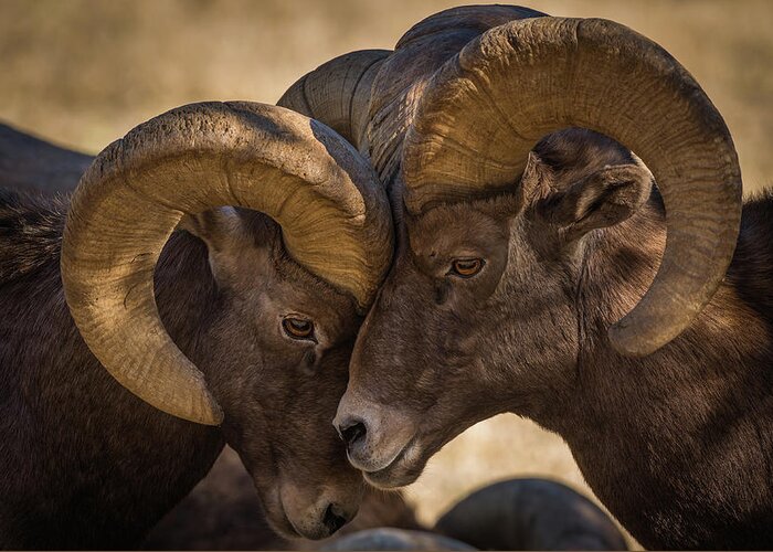 Bighorn Greeting Card featuring the photograph I'm gonna lean up against you, you just lean right back against me. by Gary Kochel