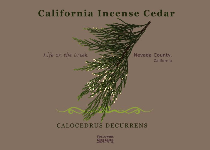 Tree Greeting Card featuring the digital art Incense Cedar - brpwn text by Lisa Redfern