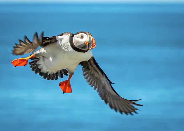 Atlantic Puffin Greeting Card featuring the photograph Incoming Puffin by Colin Chase