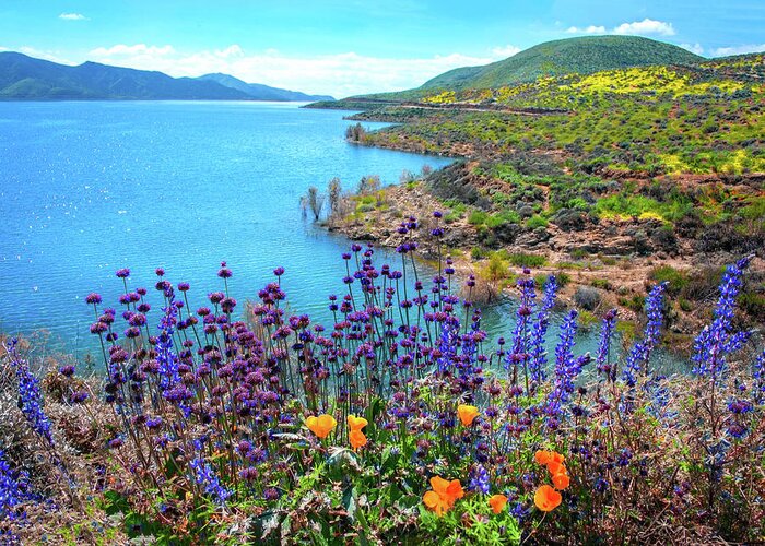 Superbloom Greeting Card featuring the photograph Incredible Beauty at Diamond Valley Lake - Superbloom 2019 by Lynn Bauer