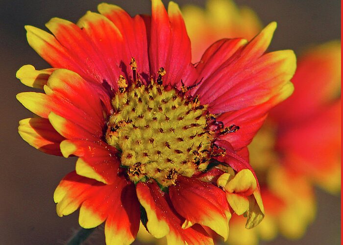 Flower Greeting Card featuring the photograph Indian Blanket by Michael Allard