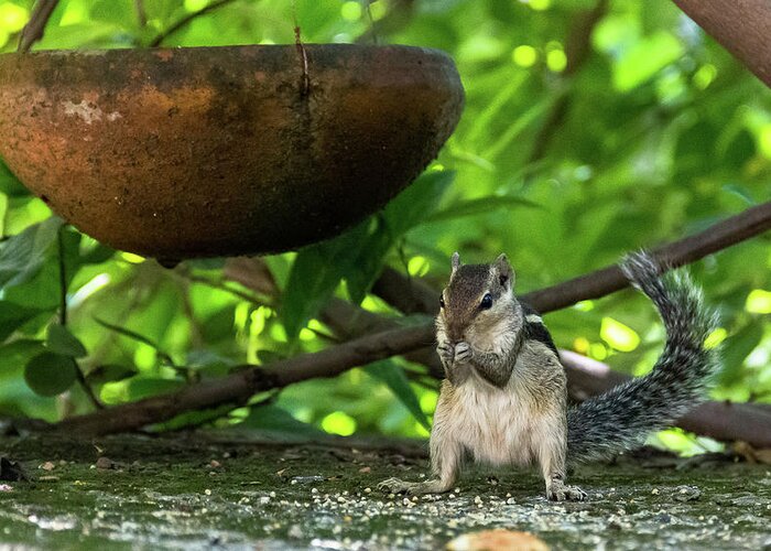 Squirrel Greeting Card featuring the photograph Indian Palm Squirrel by Amy Sorvillo