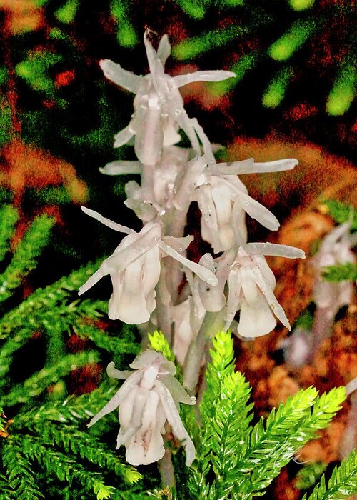 Macro Photography Greeting Card featuring the photograph Indian Pipes On Club Moss by Meta Gatschenberger