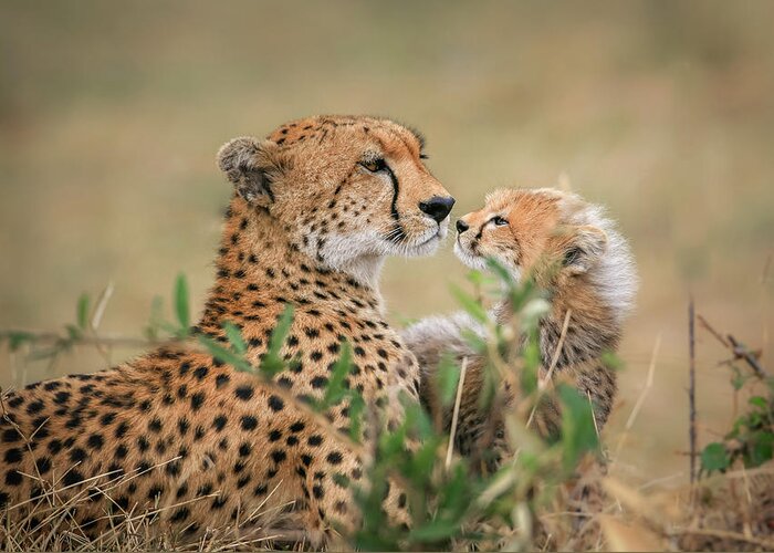 Cheetah Greeting Card featuring the photograph Instincts by Jeffrey C. Sink