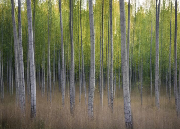 Tree Greeting Card featuring the photograph Intentional Camera Movement by Christian Lindsten