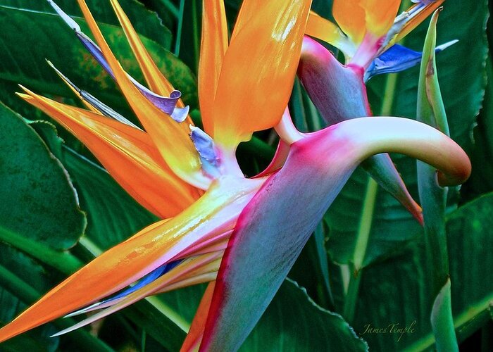 Bird Of Paradise Greeting Card featuring the photograph Intertwine by James Temple