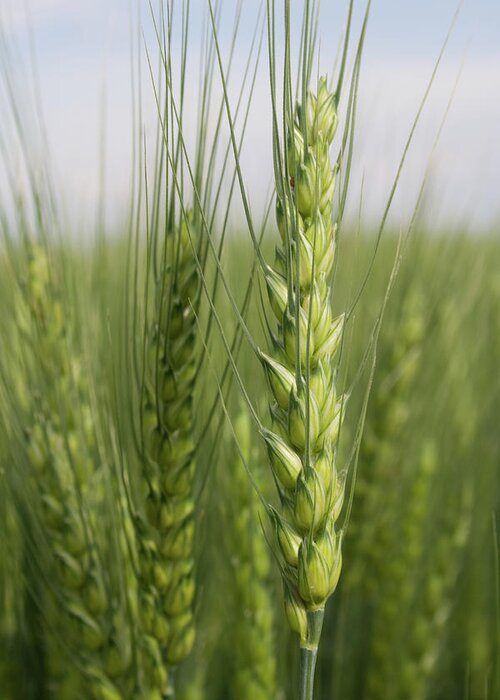 Intimate Bearded Wheat Greeting Card featuring the photograph Intimate Bearded Wheat by Dylan Punke