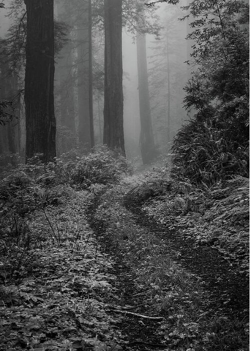 Into The Mist Greeting Card featuring the photograph Into the Mist B / W by George Buxbaum