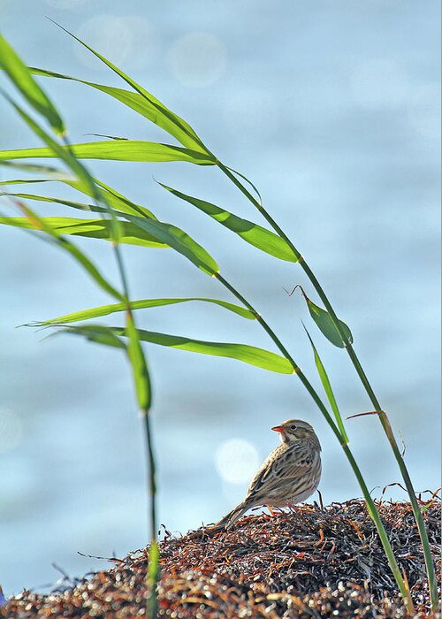New Jersey Greeting Card featuring the photograph Ipswich Sparrow by Jennifer Robin