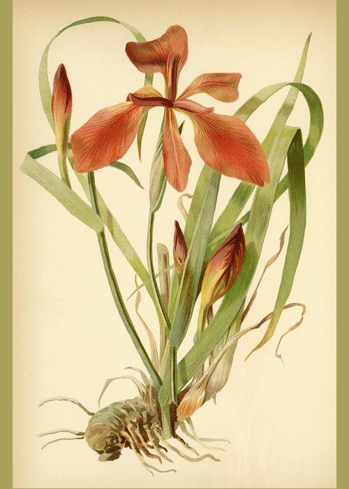 Iris Greeting Card featuring the mixed media Iris Cuprea Copper Iris. by Unknown