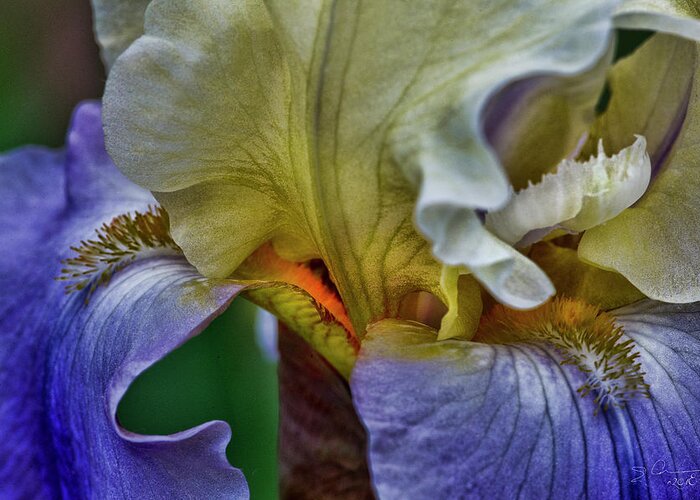 Evie Carrier Greeting Card featuring the photograph Iris Faith Valor and Wisdom by Evie Carrier