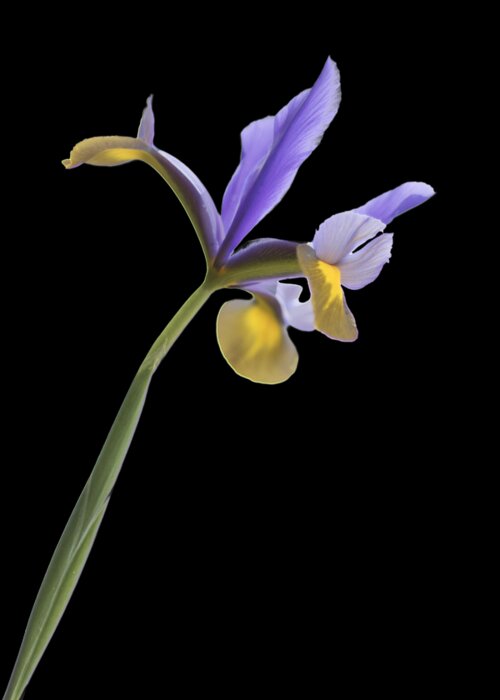 Floral Greeting Card featuring the photograph Iris on a transparent background by Terri Waters