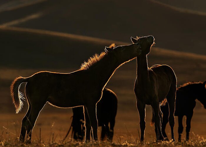 Horse Greeting Card featuring the photograph Is That A Sunset Kiss? by Jennifer Lu