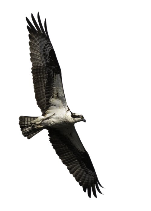 Osprey Greeting Card featuring the photograph Isolated Osprey 2019-3 by Thomas Young