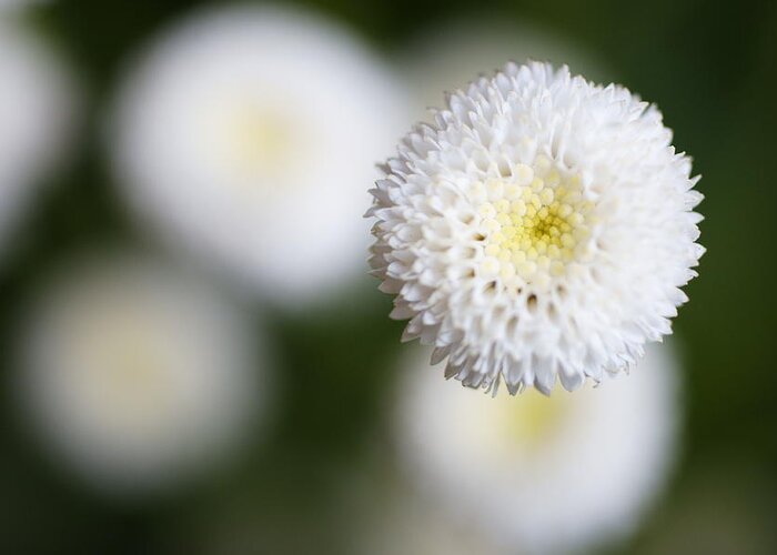 Bud Greeting Card featuring the photograph Isolated White Flower Bud by Tim Green