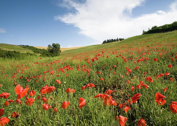 Recreational Pursuit Greeting Card featuring the photograph Italian Poppy Field II by Wingmar