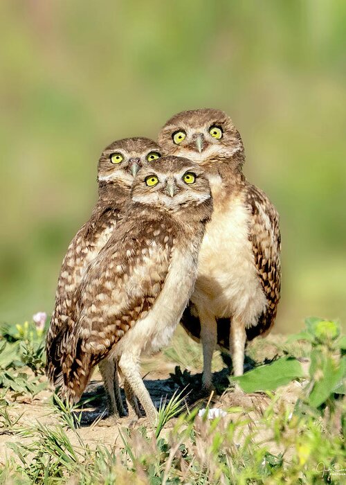 Burrowing Owls Greeting Card featuring the photograph It's a plane, it's a bug, it's a bird -- burrowing owl babies by Judi Dressler
