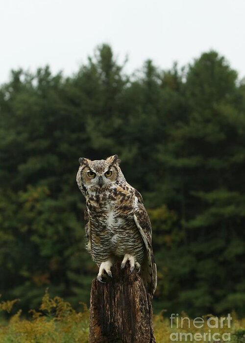 Owls Greeting Card featuring the photograph It's all about the attitude by Heather King