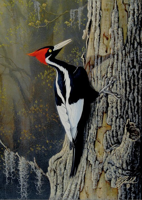 Bird With Red Feathers And Long Beak Clings To Side Of Tree Greeting Card featuring the painting Ivory Bill by Wilhelm Goebel
