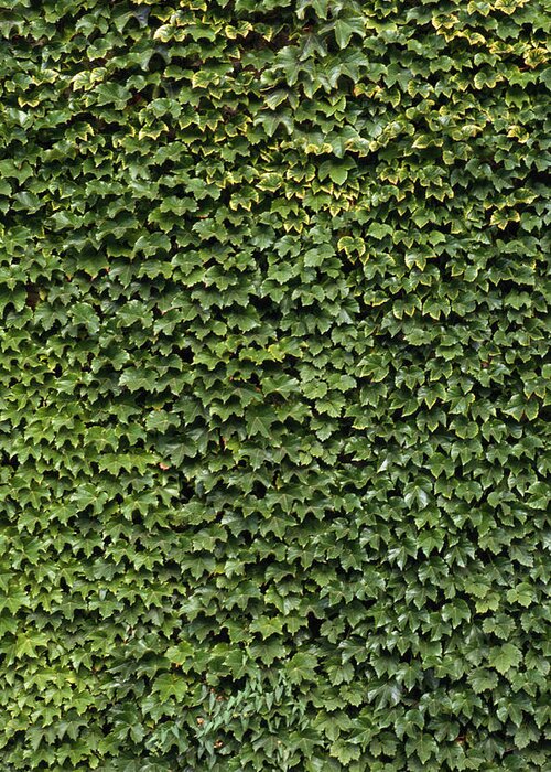 Outdoors Greeting Card featuring the photograph Ivy On A Wall by Siede Preis