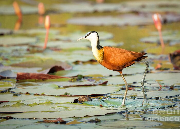 Africa Greeting Card featuring the photograph African Jacana #1 by Timothy Hacker