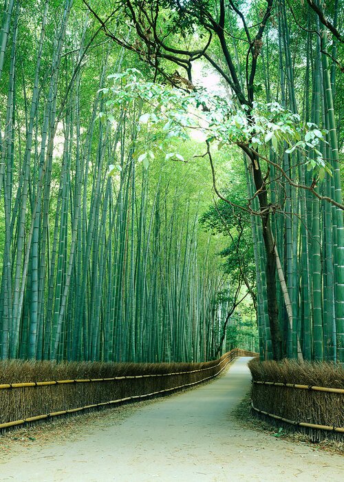 Bamboo Greeting Card featuring the photograph Japan, Kyoto Prefecture, Ukyo Ward by Akira Kaede