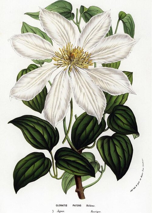 Botanical Illustration Greeting Card featuring the drawing Japanese clematis or kazaguruma. Flowers of the Gardens and Hothouses of Europe,Belgium, 1856. by Album
