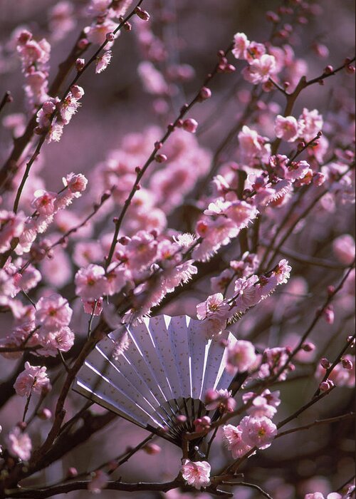 Outdoors Greeting Card featuring the photograph Japanese Fan In Blossoming Cherry Tree by Grant Faint