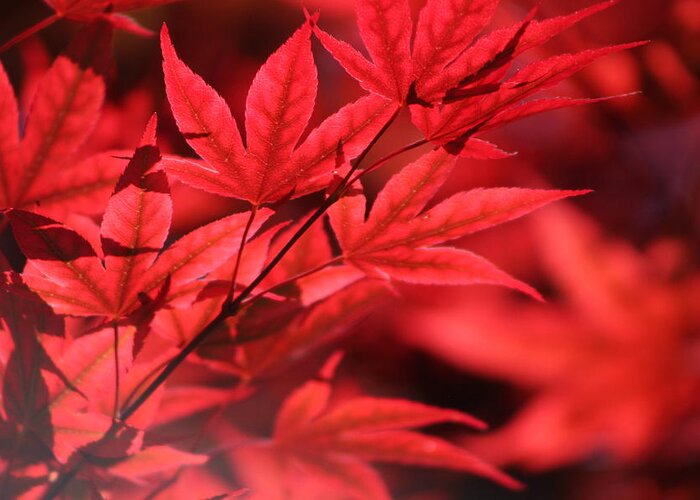 Japanese Maple Greeting Card featuring the photograph Japanese Maple Leaves in Sangria Red by Colleen Cornelius