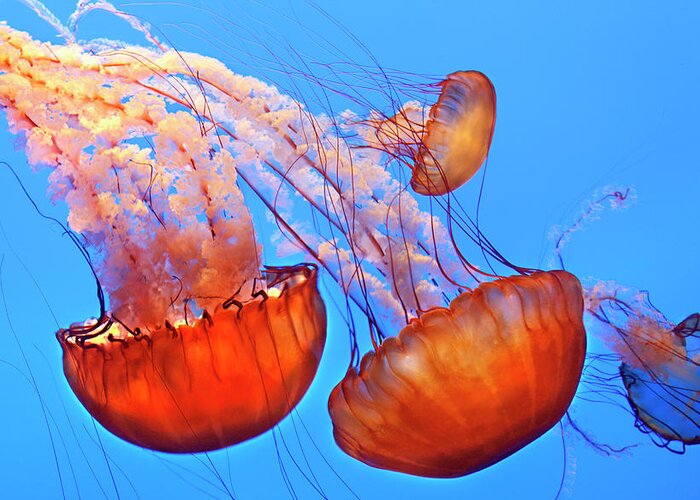 Underwater Greeting Card featuring the photograph Jelly Fish by Jill Buschlen