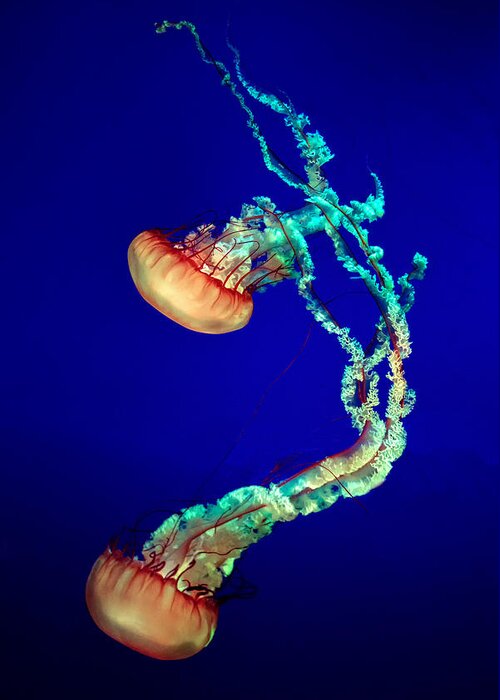 Aquarium Greeting Card featuring the photograph Jelly Fish by Louis-philippe Provost