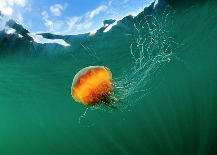 Underwater Greeting Card featuring the photograph Jellyfish, Alaska by Paul Souders