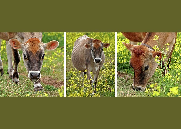 Jersey Cow Greeting Card featuring the photograph Jersey Fields of Gold by Gill Billington