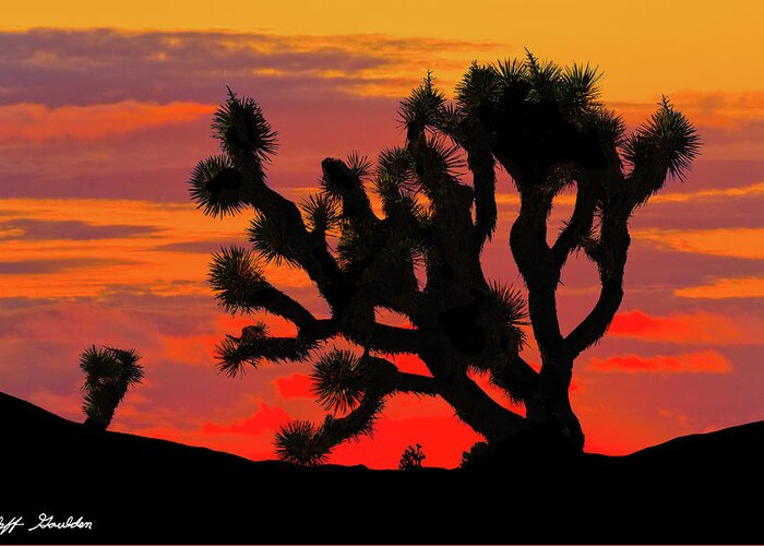 Arid Climate Greeting Card featuring the photograph Joshua Tree at Sunset by Jeff Goulden