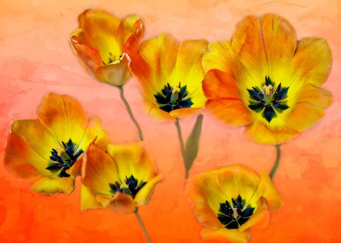 Tulip Greeting Card featuring the photograph Joyful Springtime by Lorraine Baum