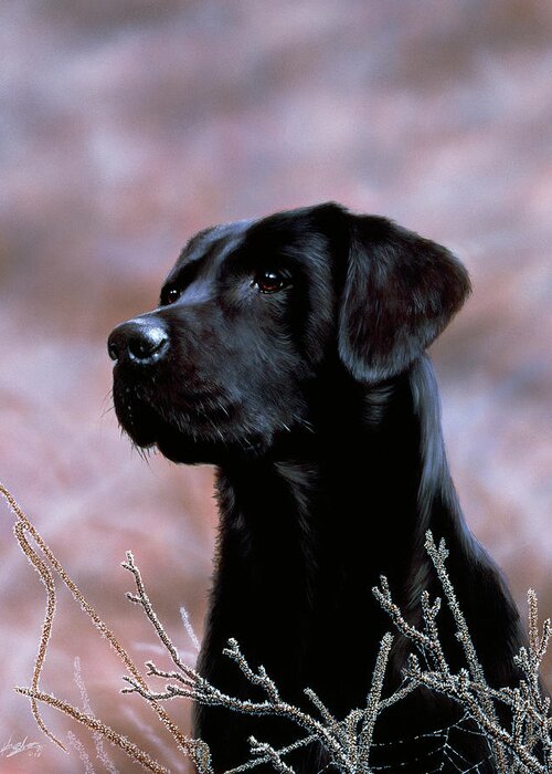 Black Lab Dog Greeting Card featuring the painting Js75/b by John Silver