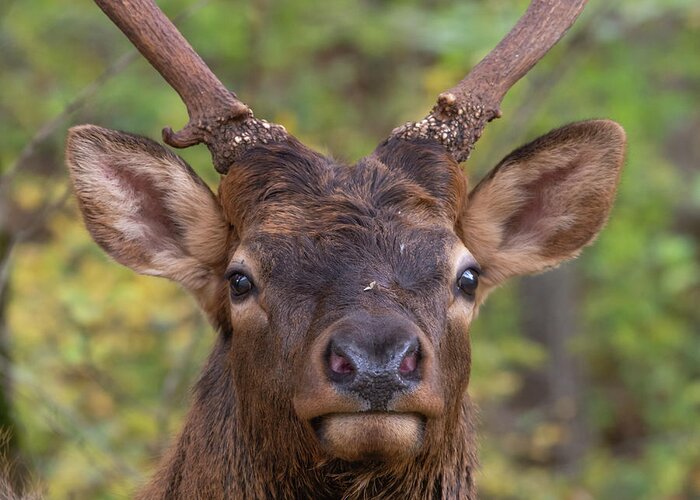 Autumn Greeting Card featuring the photograph Junior Elk by Douglas Wielfaert