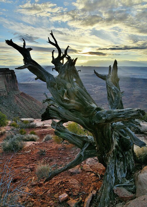 Canyonlands National Park Greeting Card featuring the photograph Juniper Tree on Orange Cliffs in Canyonlands NP by Ray Mathis