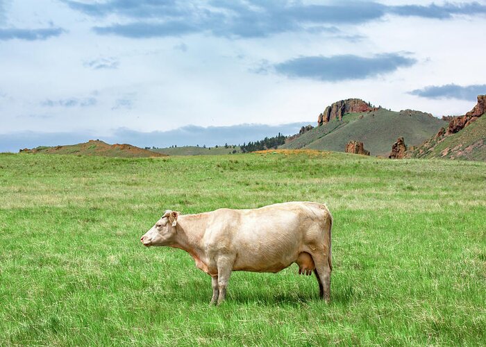 Cow Greeting Card featuring the photograph Just a Cow by Todd Klassy