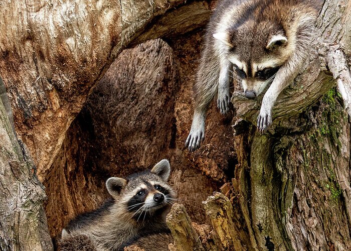 Raccoons Greeting Card featuring the photograph Just Hangin' Out by Marcy Wielfaert