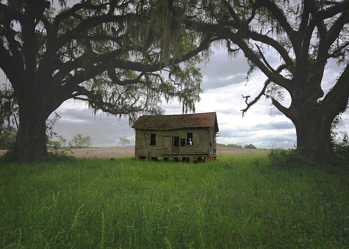 Florida Greeting Card featuring the photograph Just Me and the Trees by Kelly Gomez