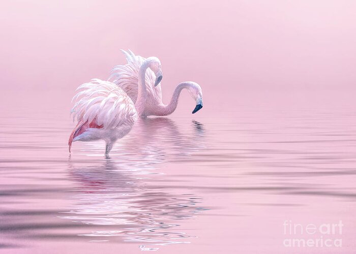 Flamingos Greeting Card featuring the photograph Just The Two Of Us by Brian Tarr