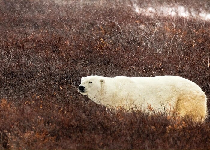 Polar_bear Greeting Card featuring the photograph Just Waking Up Bear by Jelieta Walinski