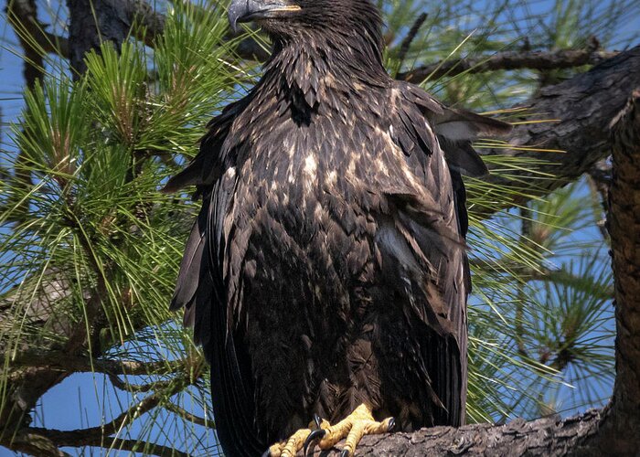 Eagle Greeting Card featuring the photograph Juvenile Bald Eagle by JASawyer Imaging