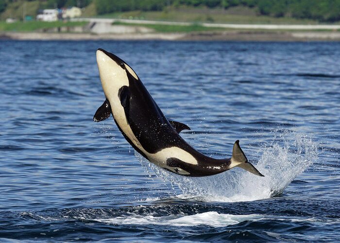 00558320 Greeting Card featuring the photograph Juvenile Orca Leaping by Hiroya Minakuchi