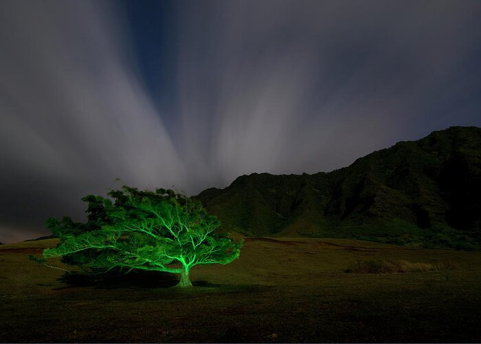 Kaaawa Valley Greeting Card featuring the photograph Tree of Life by David L Moore
