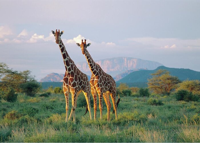 Animals In The Wild Greeting Card featuring the photograph Kenya, Reticulated Giraffes In Buffalo by James Warwick