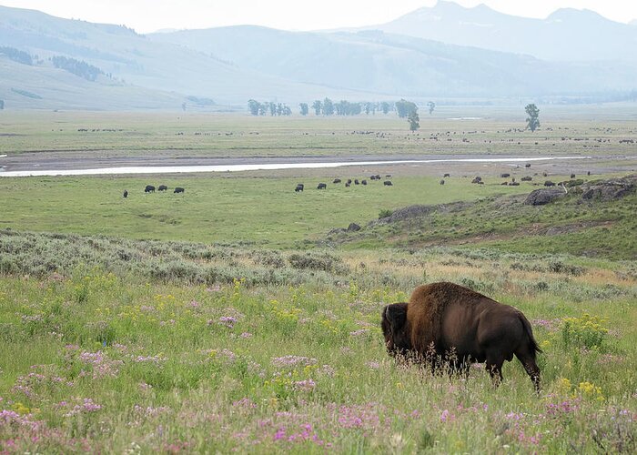 Bison Greeting Card featuring the photograph King of the Valley by Eilish Palmer